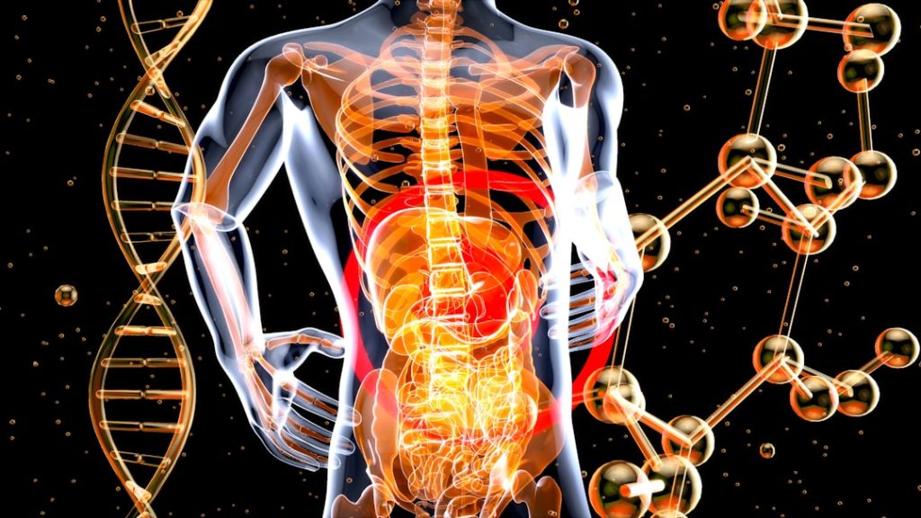 a-3d-image-of-the-human-body-and-the-structure-of-the-body-zmk0du5wara