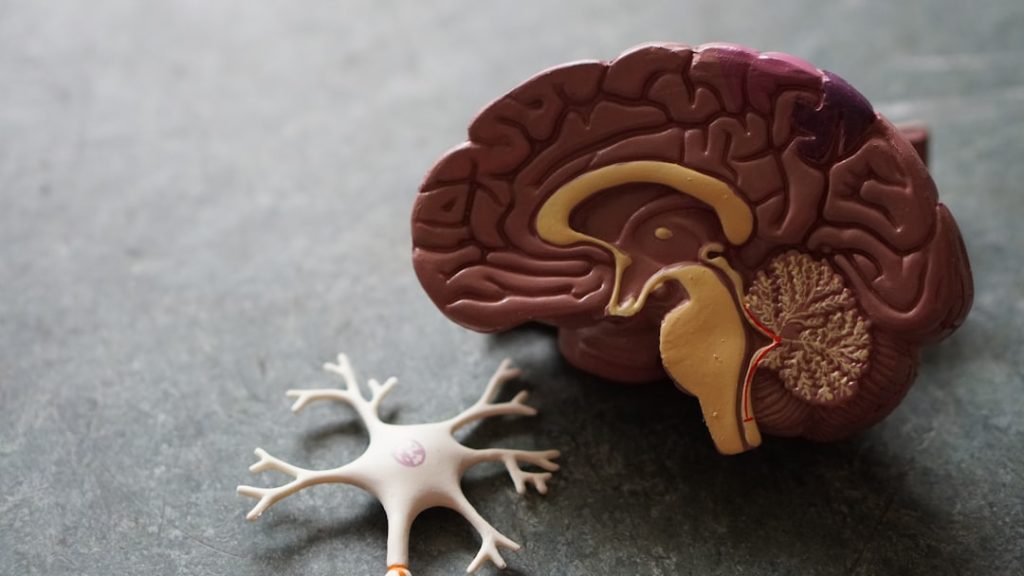 human-brain-toy-ihfopazzjhm